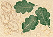 Oak leaves and acorns