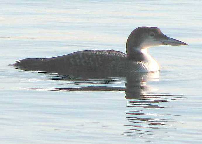 common loon. were a few common loons