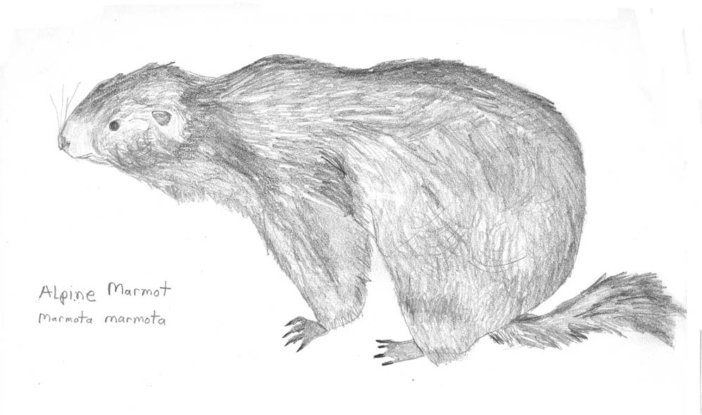 yellow bellied marmot coloring pages - photo #11
