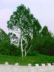 c2003.jpg - white bark pine