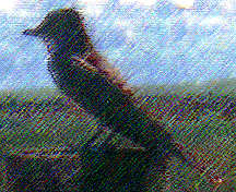 kingbird on fence