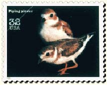 piping plover stamp
