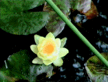 Chromatella hardy water lily