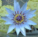 Colorata tropical water lily