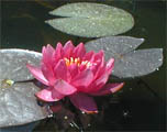 James Brydon hardy water lily