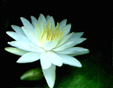 Sulphurea hardy water lily